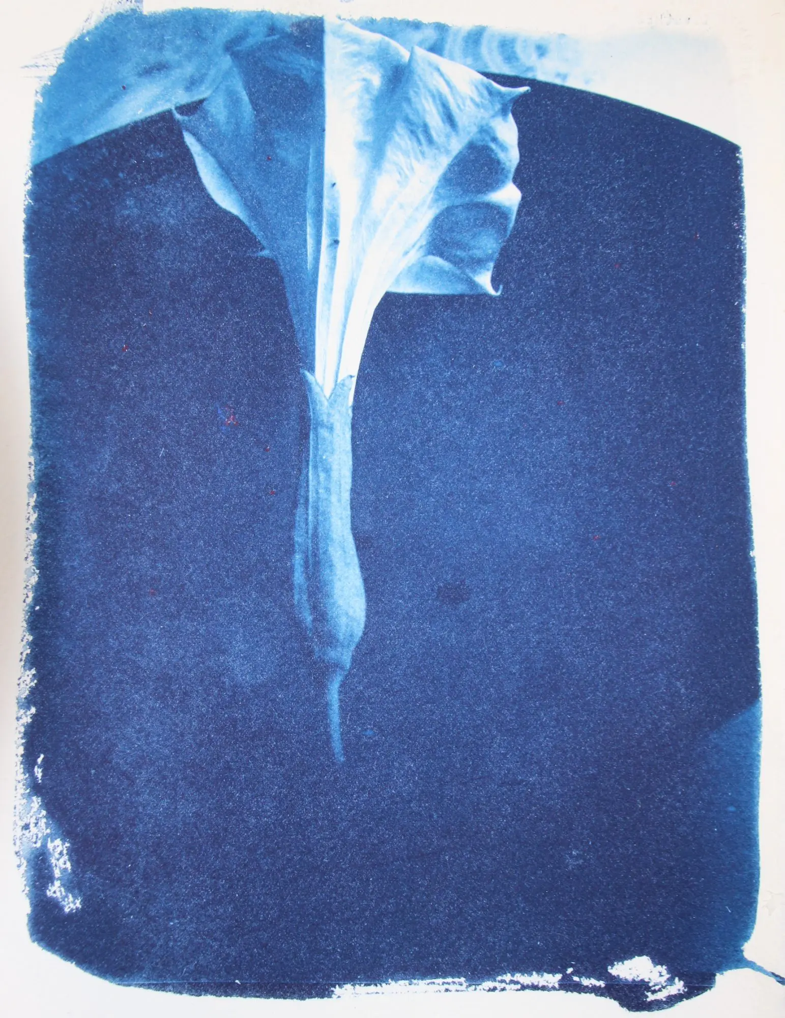 Cyanotype of a flower